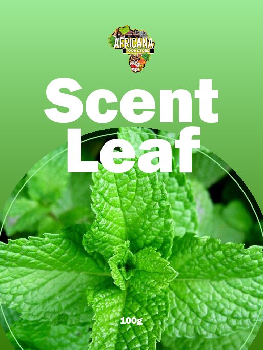 Scent Leaf